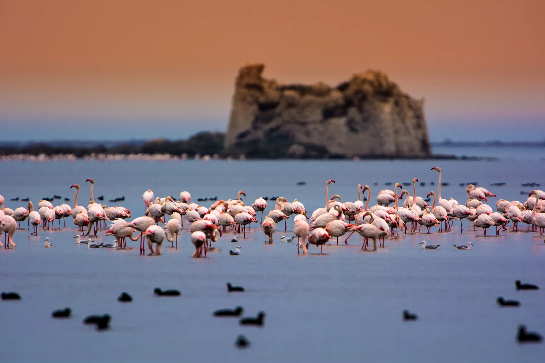 Mitja Marató Delta de l'Ebre